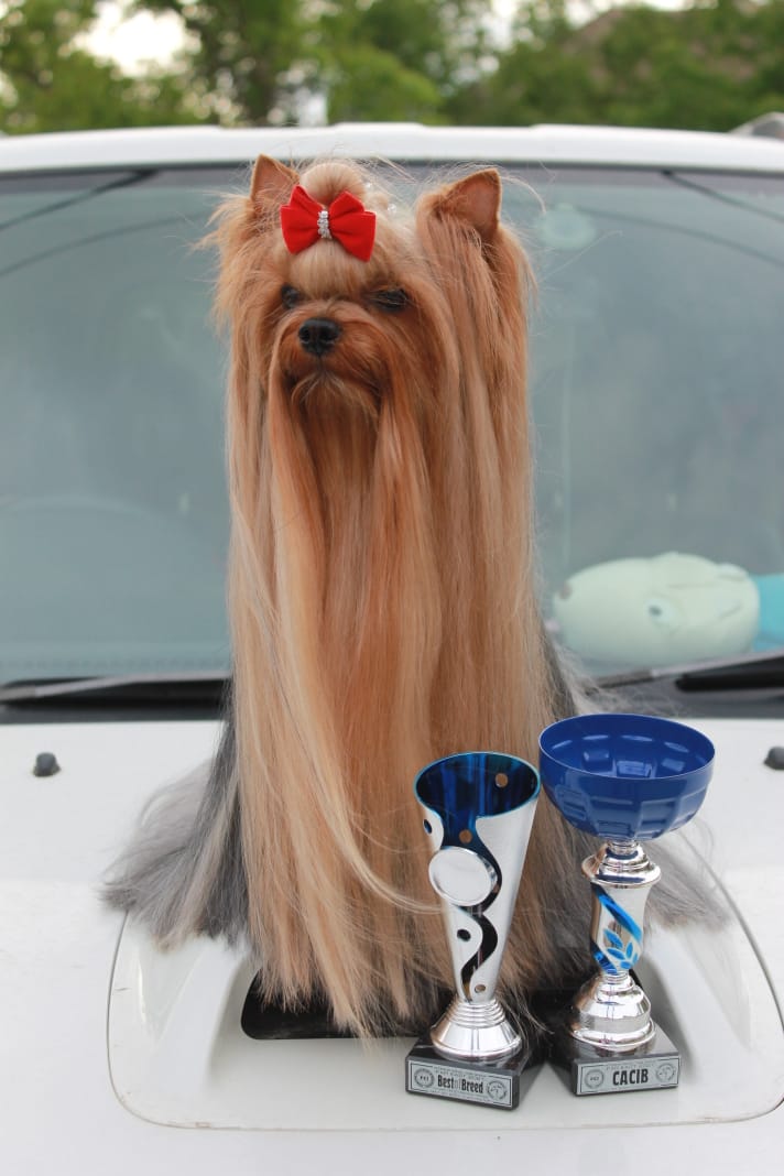 PRINCESSES JANICE SIMPLEY INVISIBLE — Labaza DogPedigree YorkshireTerrier